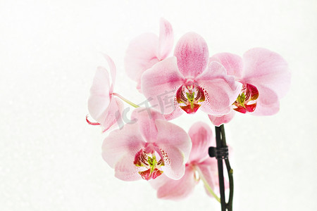粉色花瓣花瓣摄影照片_白色背景上的粉红色兰花蝴蝶兰花束