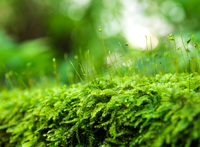 新鲜绿色苔藓的孢子体与生长在雨林中的水滴