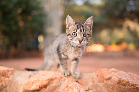 可爱的小猫宝贝猫