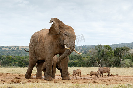 好的，停止拍摄非洲丛林大象的照片