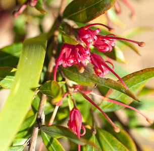 澳大利亚本土植物的 Grevillea 辉煌红色花