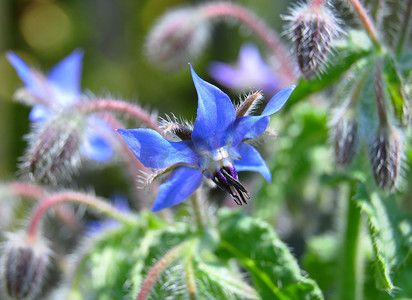 琉璃摄影照片_琉璃苣（Borago officinalis）