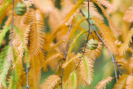 秋天树落叶摄影照片_Tsinandali 的水杉 glyptostroboides 树、秋天和秋天树特写镜头