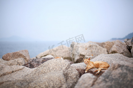 岩石上的流浪猫
