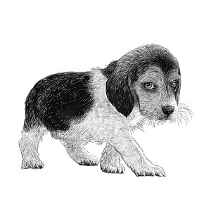 比格犬手绘
