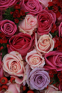 新婚玫瑰摄影照片_粉红色和紫色的新娘玫瑰