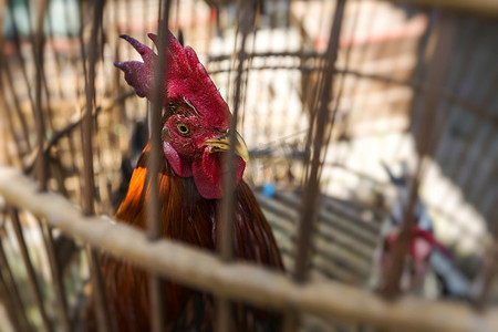 准备在印度日惹街头市场出售的笼中公鸡