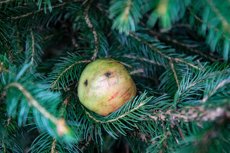 小野六花摄影照片_落在圣诞树上并粘在树枝上的小野苹果。