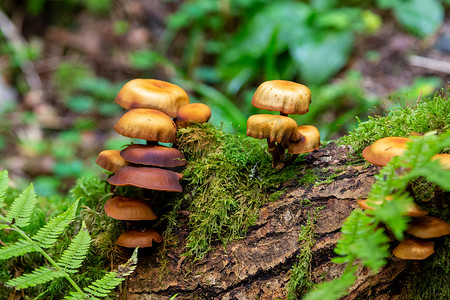 St. Blasien 附近小径上的棕色和橙色蘑菇