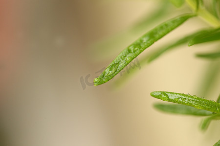 有机欧芹和其他绿色素食成分，以保持健康