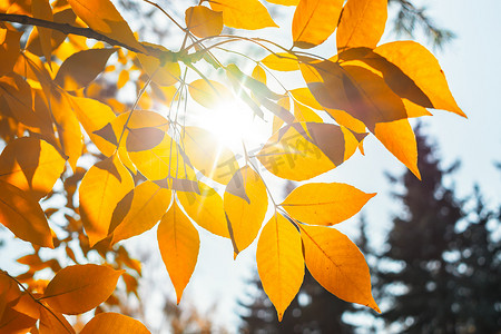 阳光穿过树的黄色秋叶