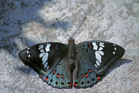 Celaenorrhinus 红色、白色斑点蝴蝶