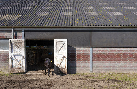 荷兰老农场谷仓门外的黑色小牛