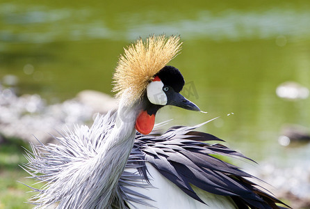 美丽的东非冠鹤正在清理他的羽毛