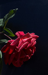 黑色背景下的美丽玫瑰