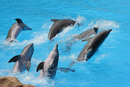 鳍状物摄影照片_一群宽吻海豚 ( Tursiops truncatus)