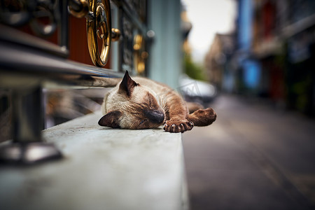 睡在街上的猫