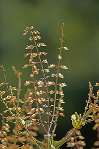 罗勒，甜罗勒，Ocimum basilicum，印度