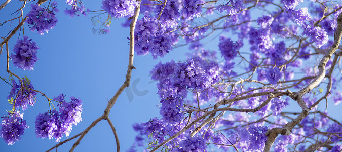 五颜六色花摄影照片_五颜六色的盛开的蓝花楹树