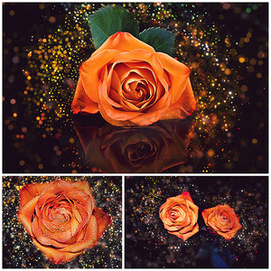 闪闪发光的橙色玫瑰拼贴画