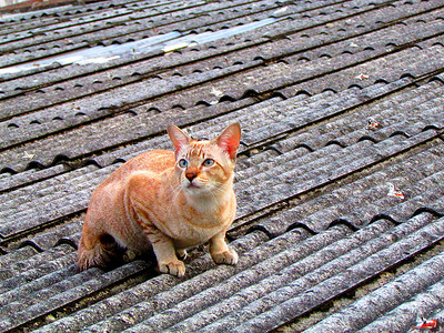 天猫男海报摄影照片_屋顶上的猫