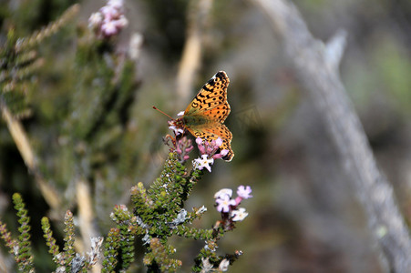油菜花摄影照片_Napaea 或山贝母，boloria napaea，蝴蝶，成人，托雷斯德尔潘恩国家公园，智利