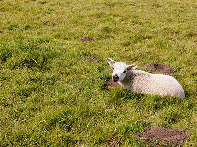 春天在草地上休息的可爱小羊