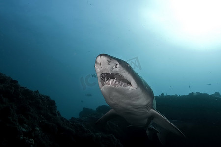 危险的大鲨鱼潜水野生动物园图片