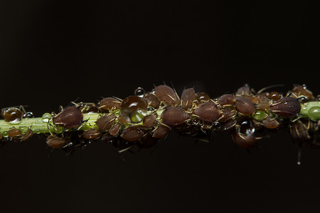 种豌豆摄影照片_大豌豆蚜虫（学名：Aphis craccivora Koch.）