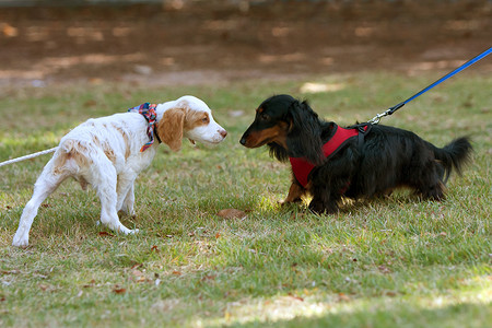 两只可爱的狗嗅探并互相检查