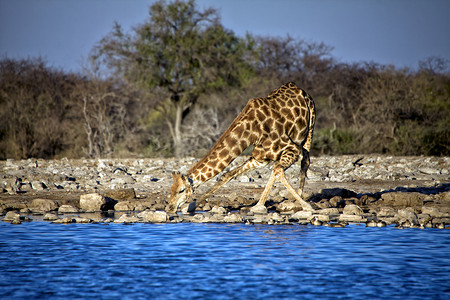 纳米比亚埃托沙国家公园一只长颈鹿试图喝水
