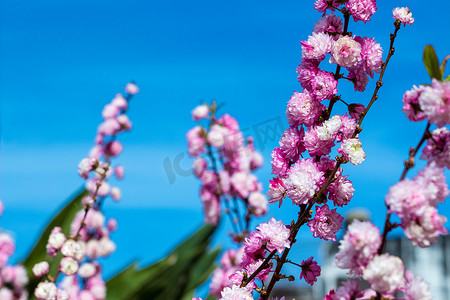 春天盛开的桃花摄影照片_桃花