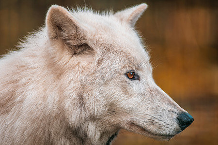 一只白色的北极狼