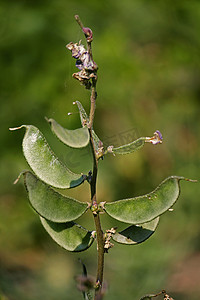 Lablab purpureus 的豆荚