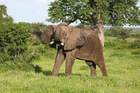 非洲博茨瓦纳大草原上的野生大象 (Elephantidae)