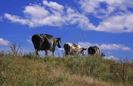 三头牛映衬着蓝天