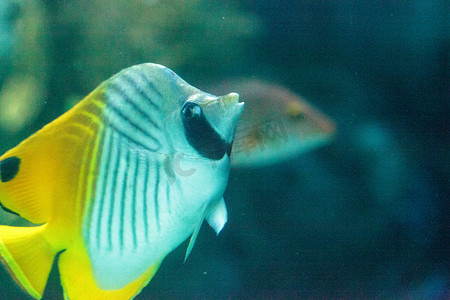 Threadfin 蝴蝶鱼，Chaetodon auriga