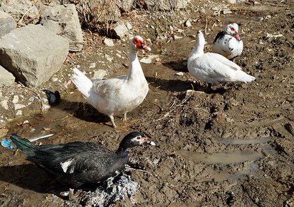 家养鸭，家养白鸭，自然喂养的鸭子，白村鸭，浮鸭，自然喂养的鸭村，家养鸭图片，
