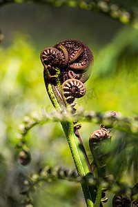 解开蕨叶特写，新西兰的象征之一