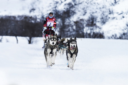 参加速度赛的雪橇犬