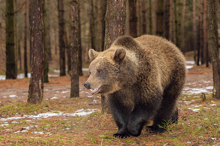 棕熊摄影照片_冬季森林中的棕熊，欧洲野生动物