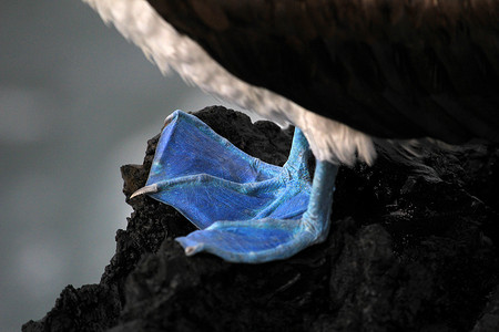 脚踏实地摄影照片_蓝脚鲣鸟，sula nebouxii，加拉帕戈斯