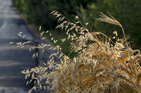 路边背景中的燕麦、大麦和小麦穗
