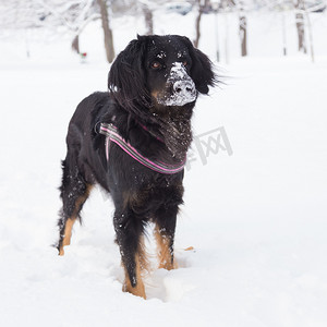 雪地里玩耍摄影照片_狗在寒冷的冬天雪地里玩耍。