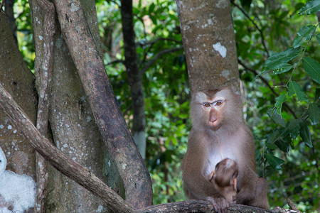猴子在树枝上玩耍