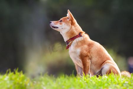 狗坐着摄影照片_一只年轻的 shiba inu 坐在公园里