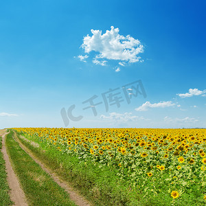 天空浅蓝摄影照片_田野附近肮脏的道路，在浅蓝的天空下，向日葵