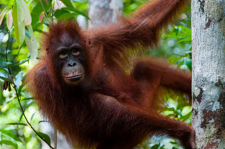 带猩猩头套的摄影照片_红毛猩猩坐在树上