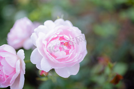 玫瑰家族摄影照片_美丽的粉红玫瑰被绿叶和模糊的背景包围
