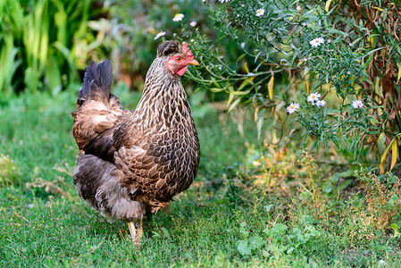 院子里下蛋的母鸡